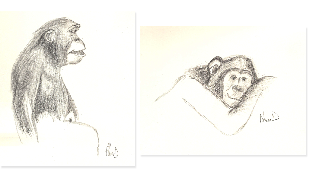 chimpanzes crayon